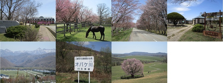 オバケ桜写真