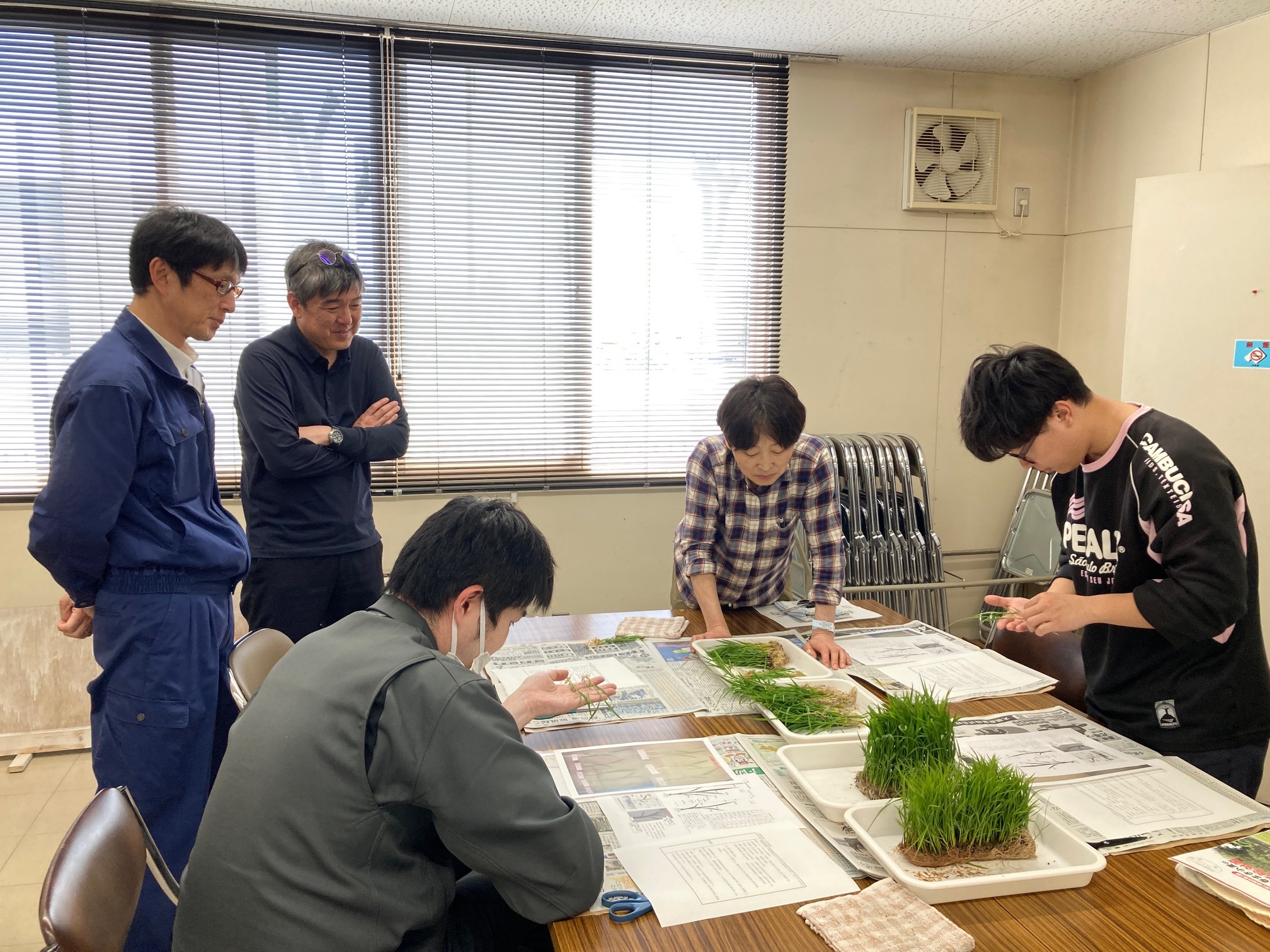 葉数の数え方を確認中