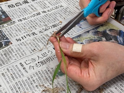 乾物重測定用に苗の根をカット