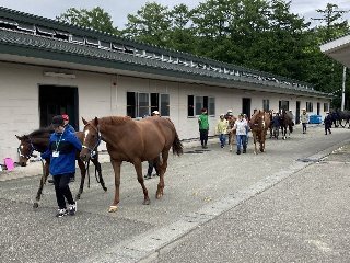 2頭曳きを実践する参加者