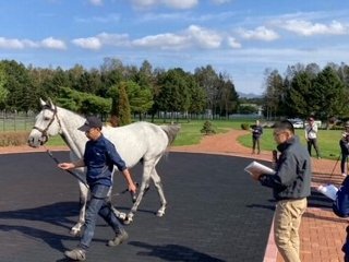 種牡馬を見学