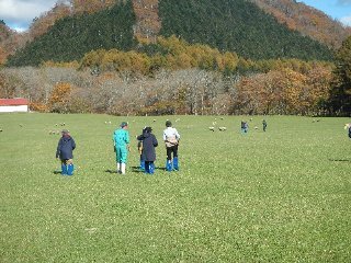 広い放牧地と羊たち