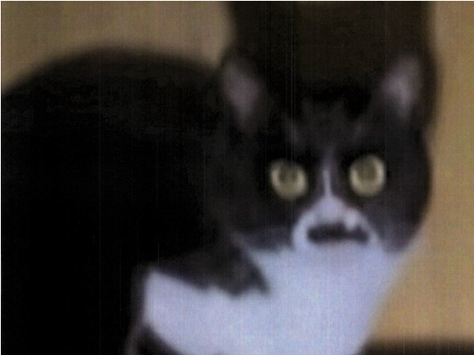 maki.png