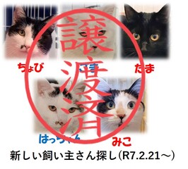 neko05011.jpg