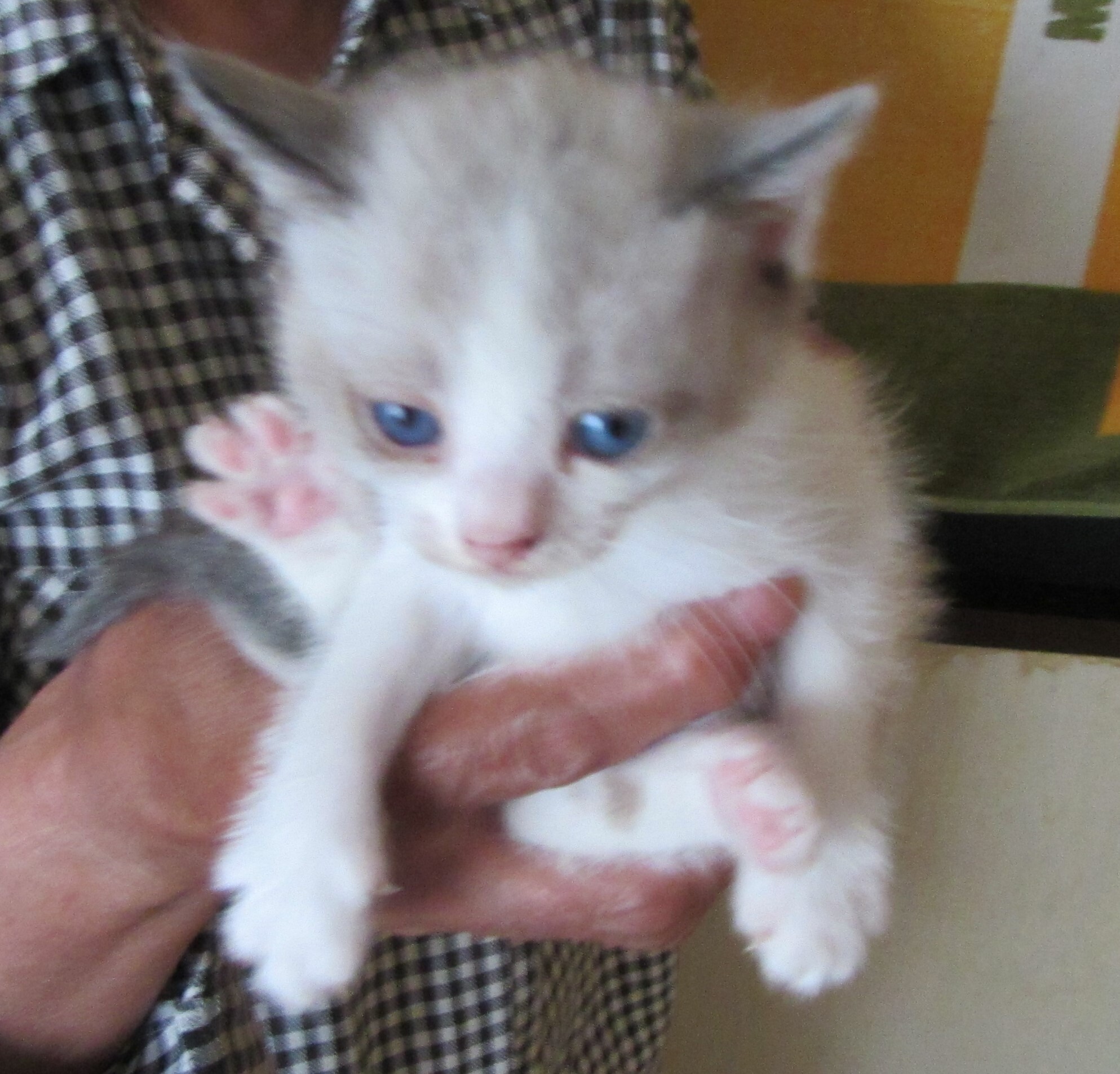 猫22.jpg