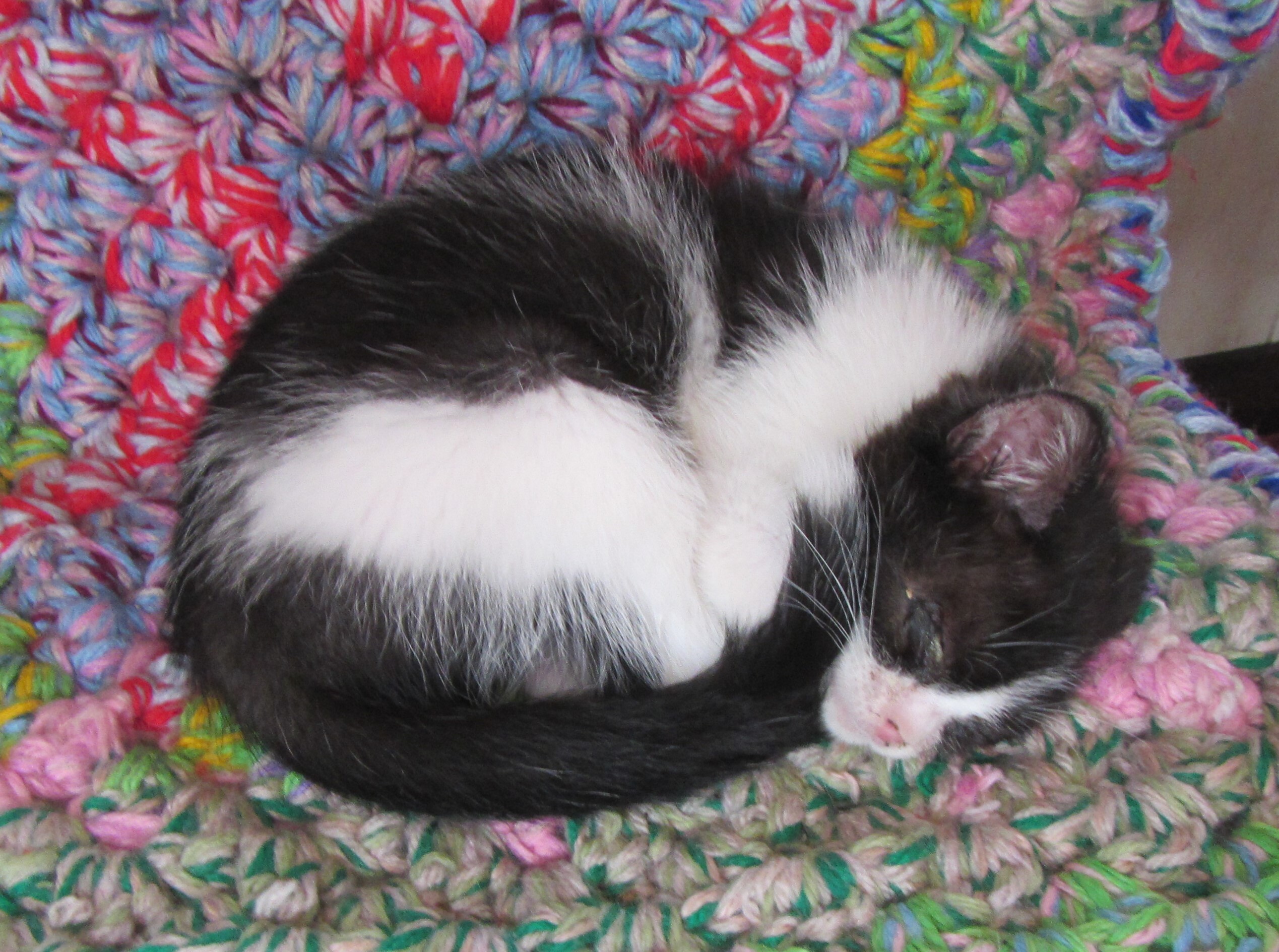 猫23.jpg