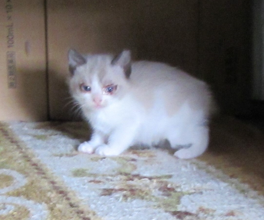 猫21.jpg