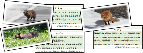 コレクションカード