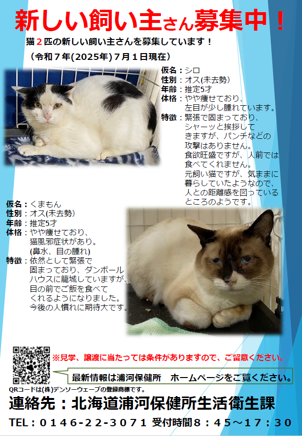 猫ポスター（ホームページ用）（くましろ）