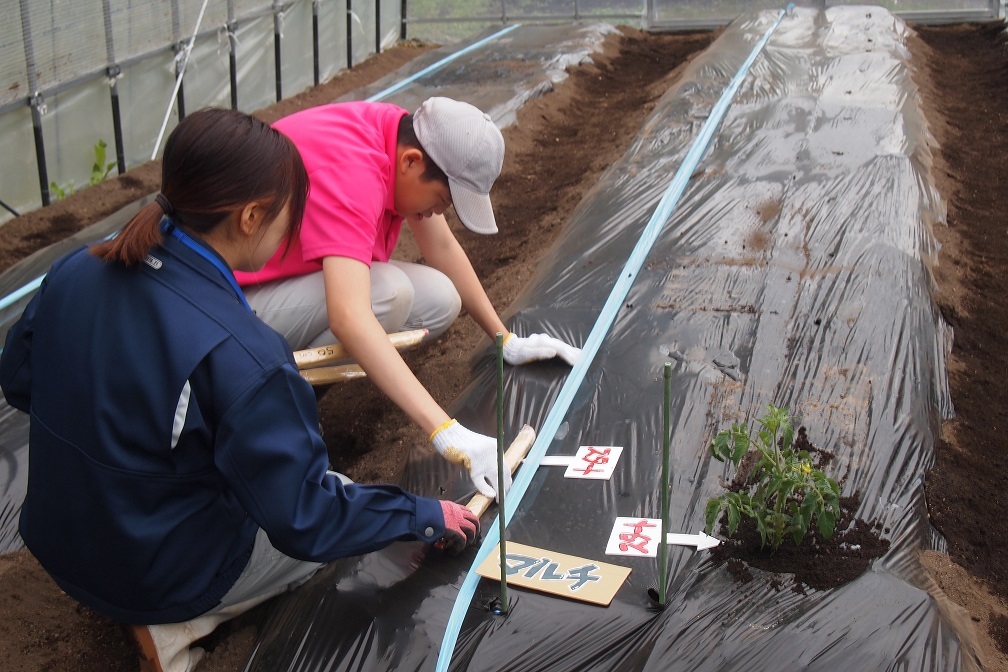 トマト定植準備作業の様子
