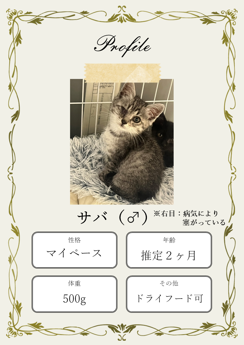 （環境生活課）猫チラシ