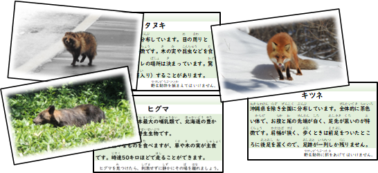コレクションカード