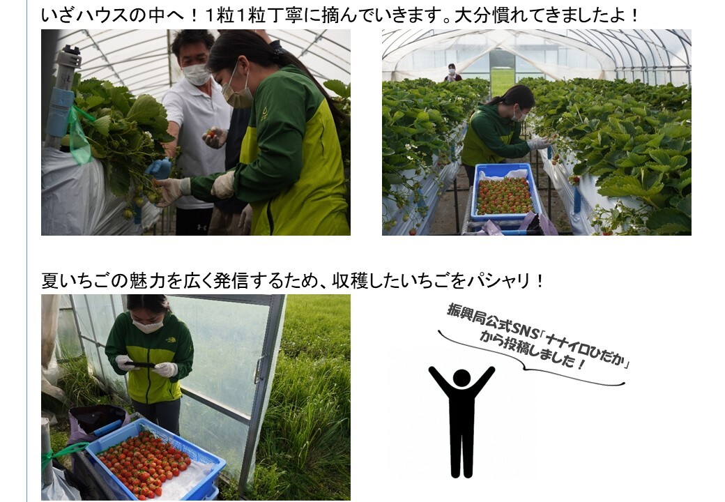 とあるサポーターの1日（いちご収穫編）③