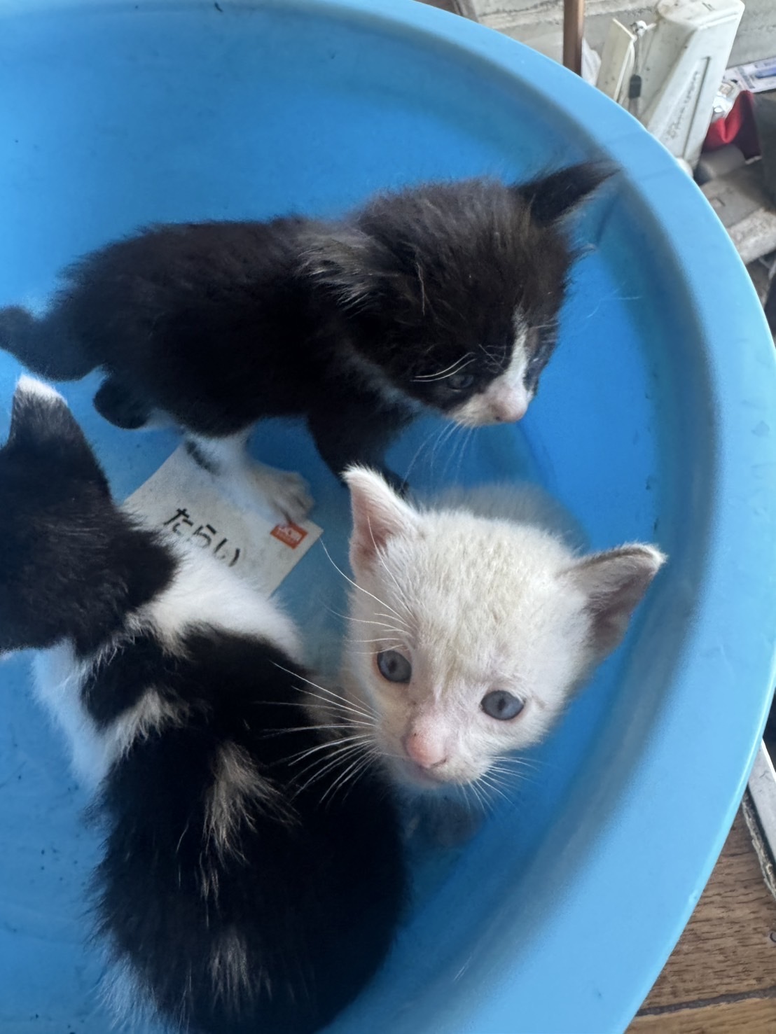 子猫.JPG