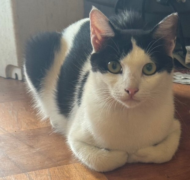 親猫2.jpg