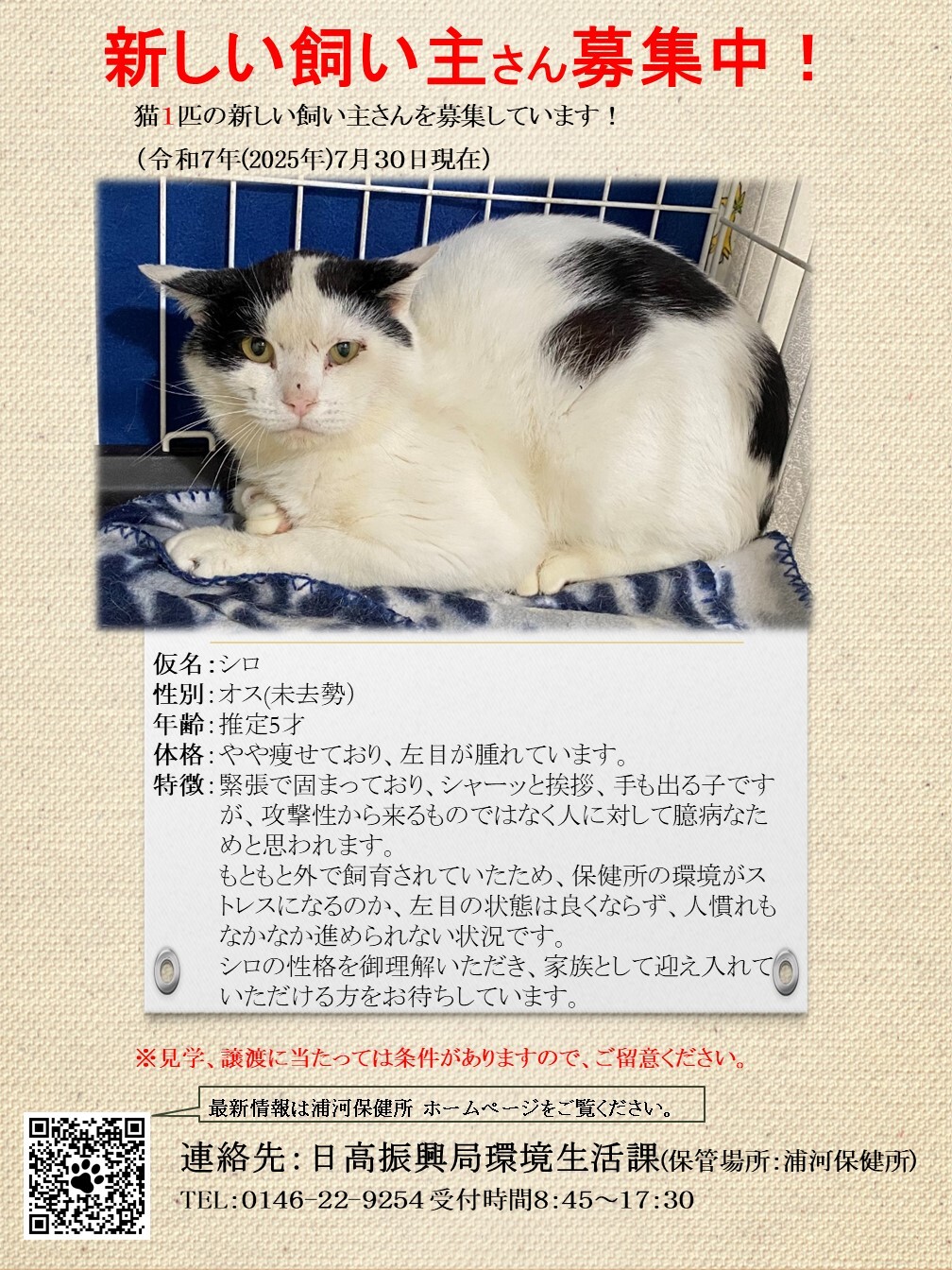 猫ポスター（ホームページ用）（しろ）