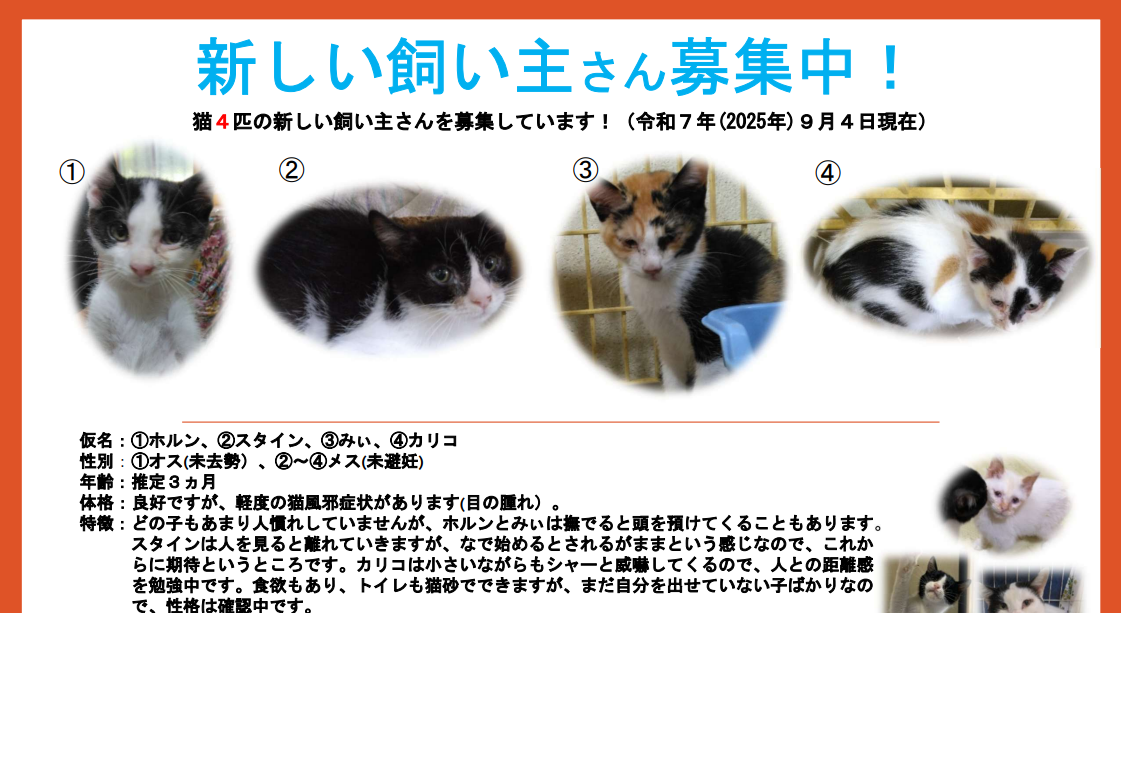 猫ポスター(ホルン～カリコ)