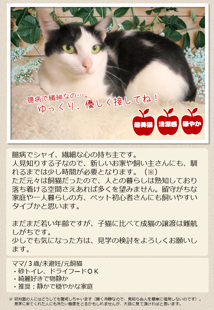 R7猫6紹介画