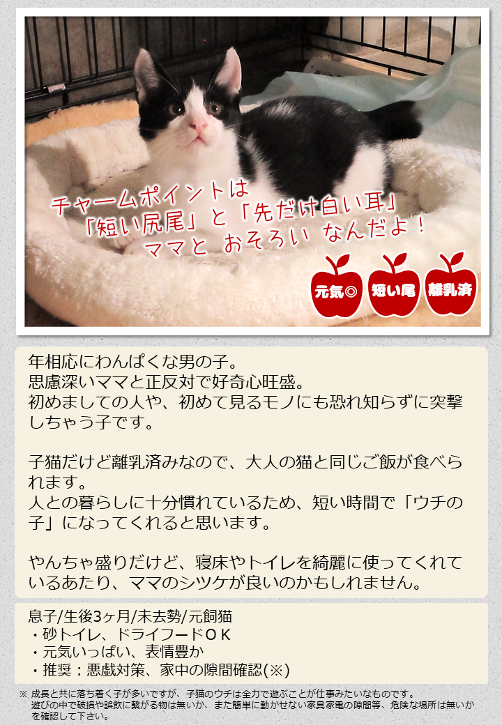 R7猫5紹介画