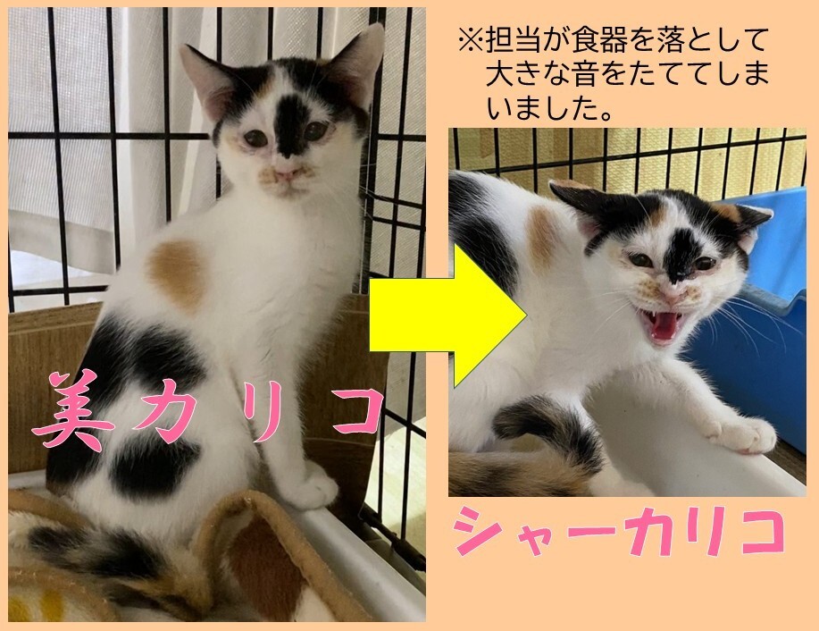 カリコの写真