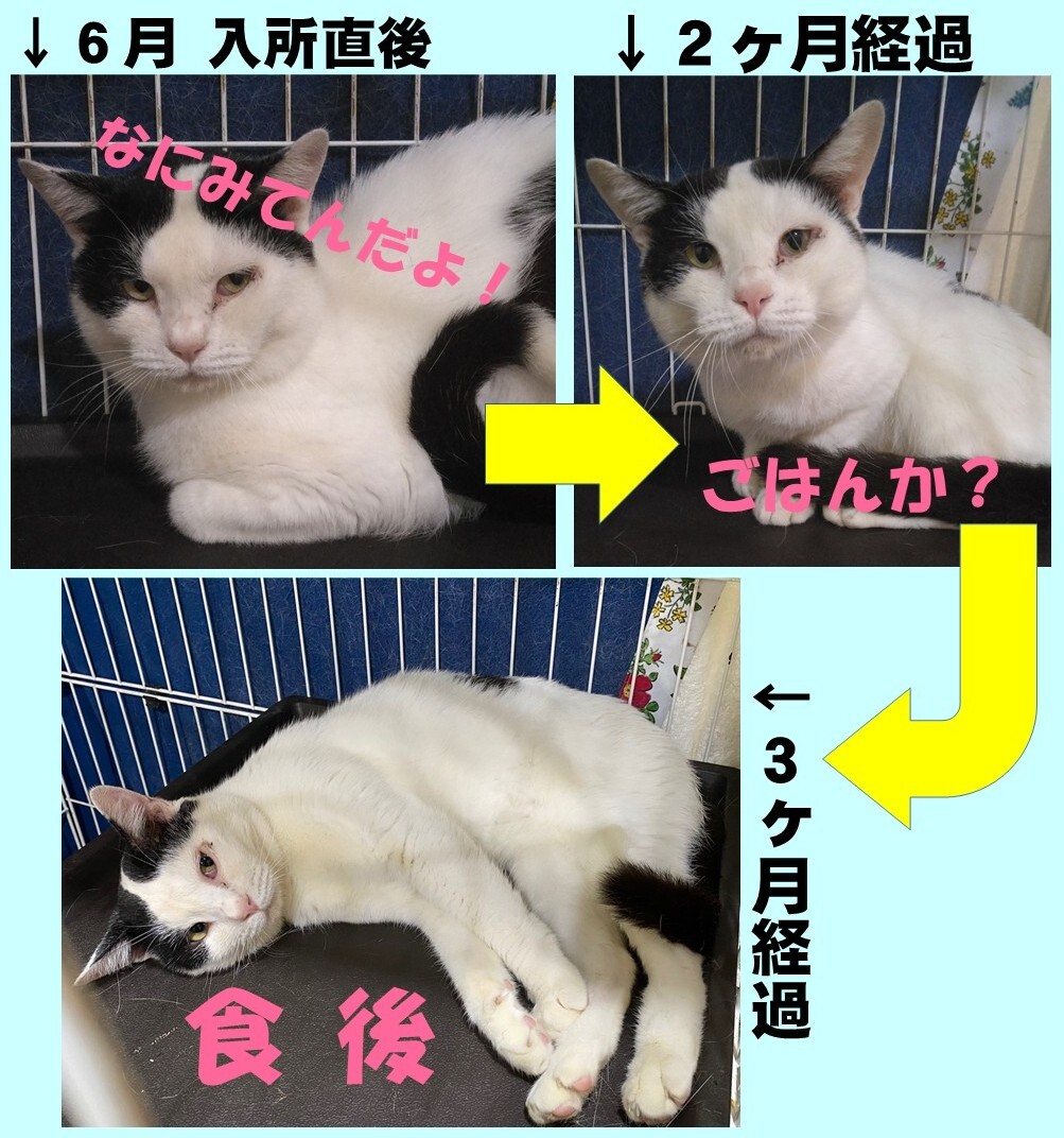 シロの写真