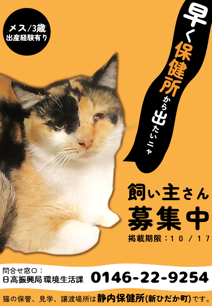 R7猫7cパターン