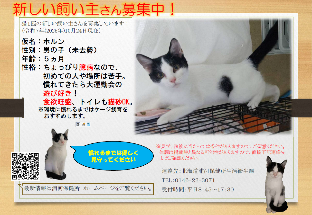 猫ポスター(ホルン)