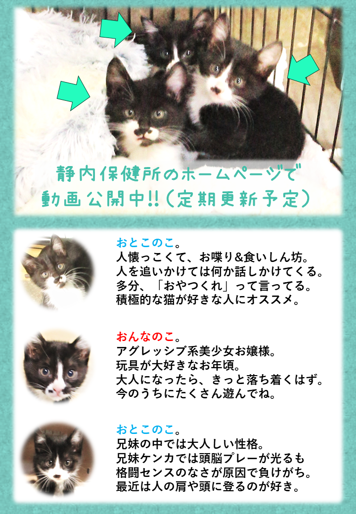 R7猫8-10紹介用画像v2振興局HP用