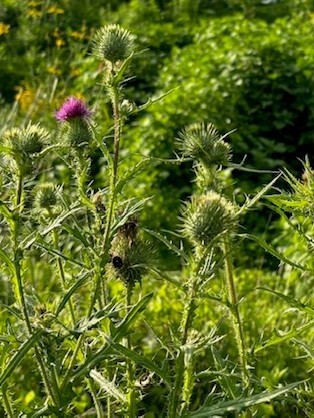 アメリカオニアザミ1