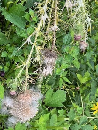 アメリカオニアザミ2