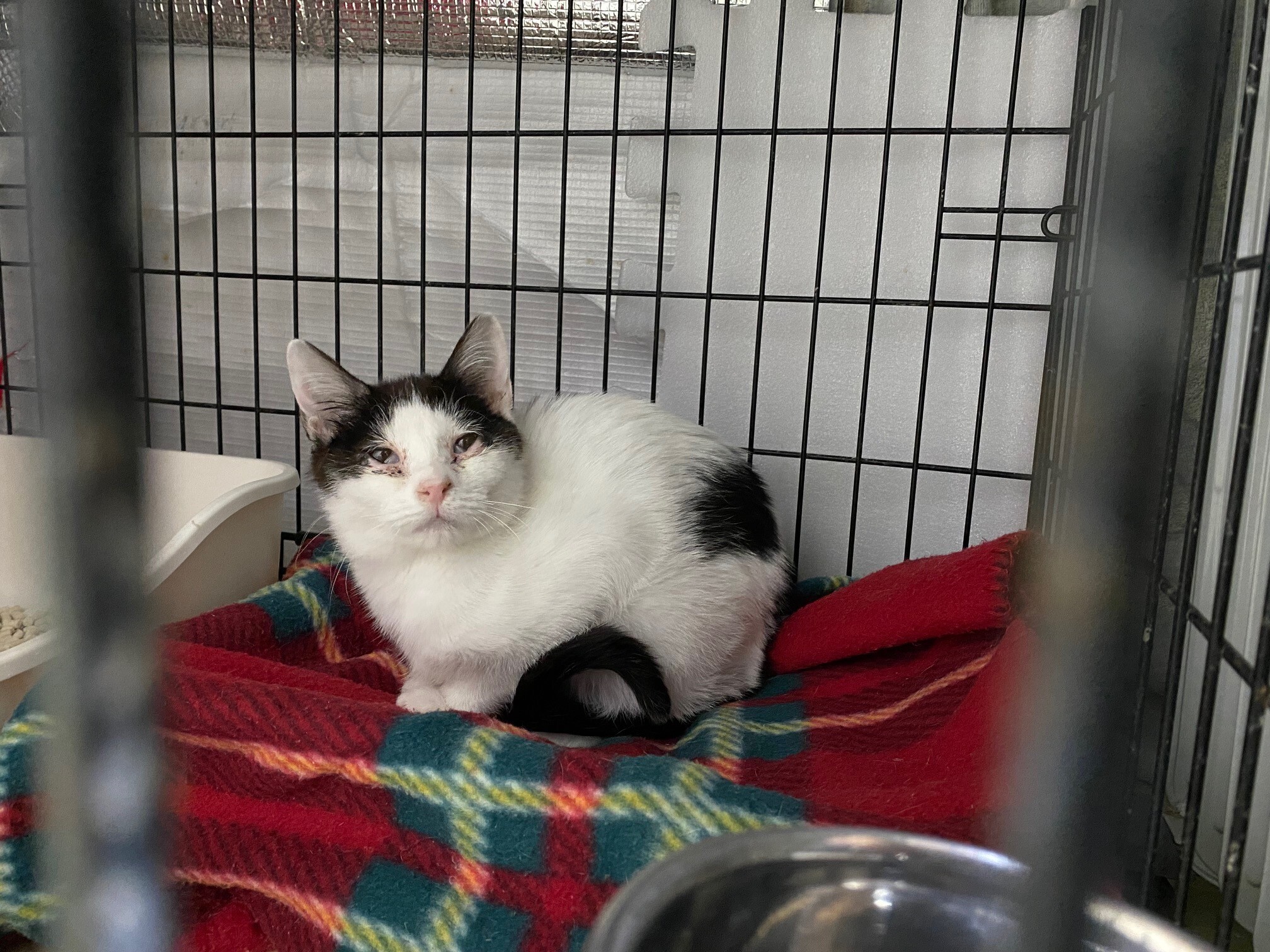 20260208 だんご (JPG 824KB)