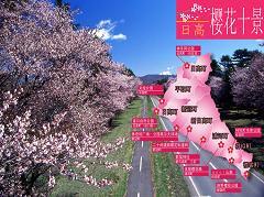 sakura2.JPG