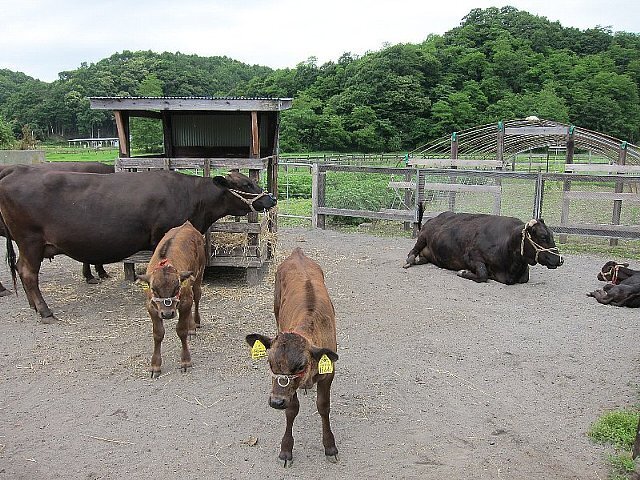 繁殖牛と哺乳牛