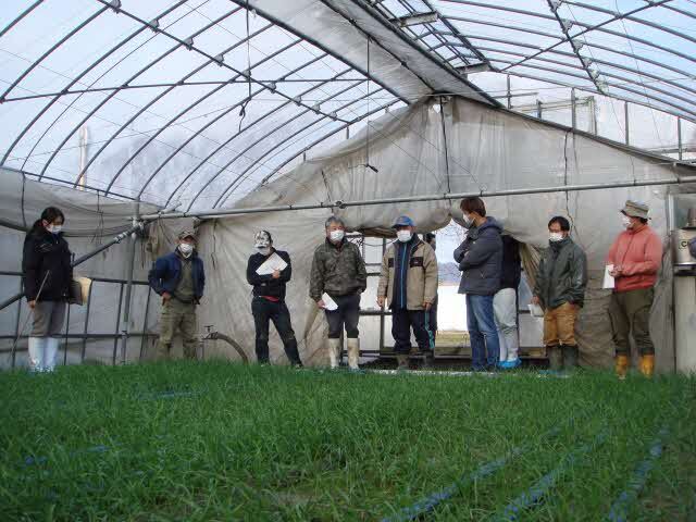 越冬緑肥の生育を確認