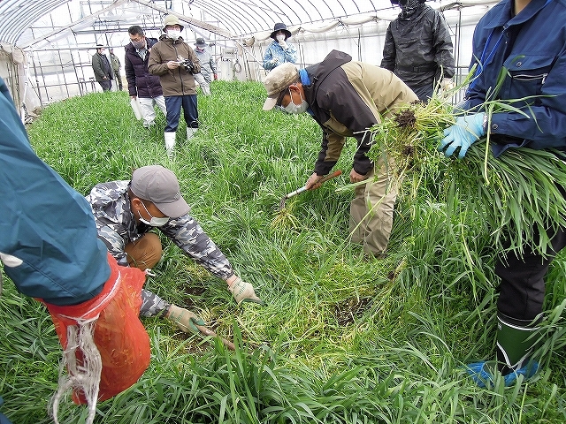 農業者と実施した越冬緑肥の収量調査