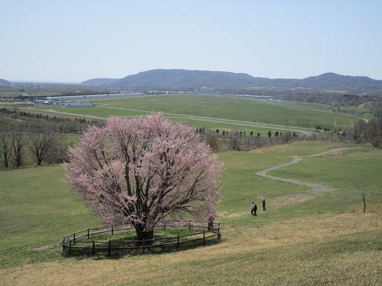 オバケ桜