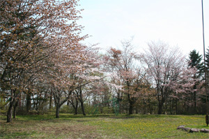 富川自然公園