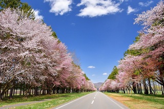 二十間道路桜並木