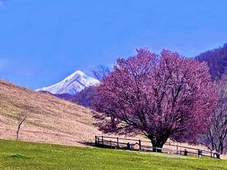 うらかわオバケ桜