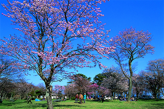 庶野さくら公園