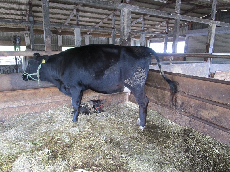 親牛から初乳採取