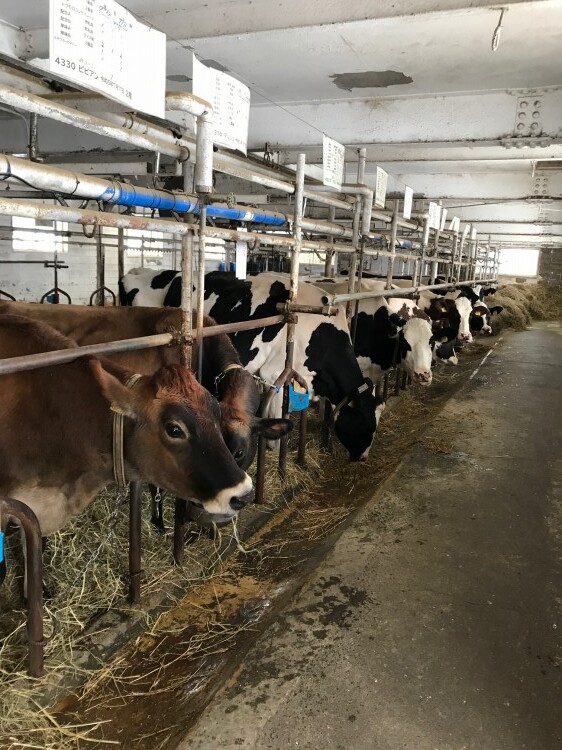 令和5年度 静内農業高等学校におけるJGAP畜産2022公開審査参加者募集